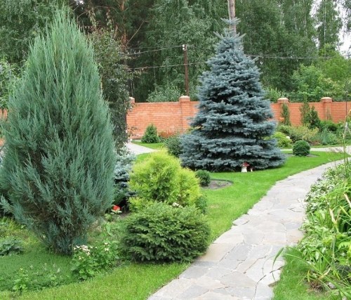 Ель на даче